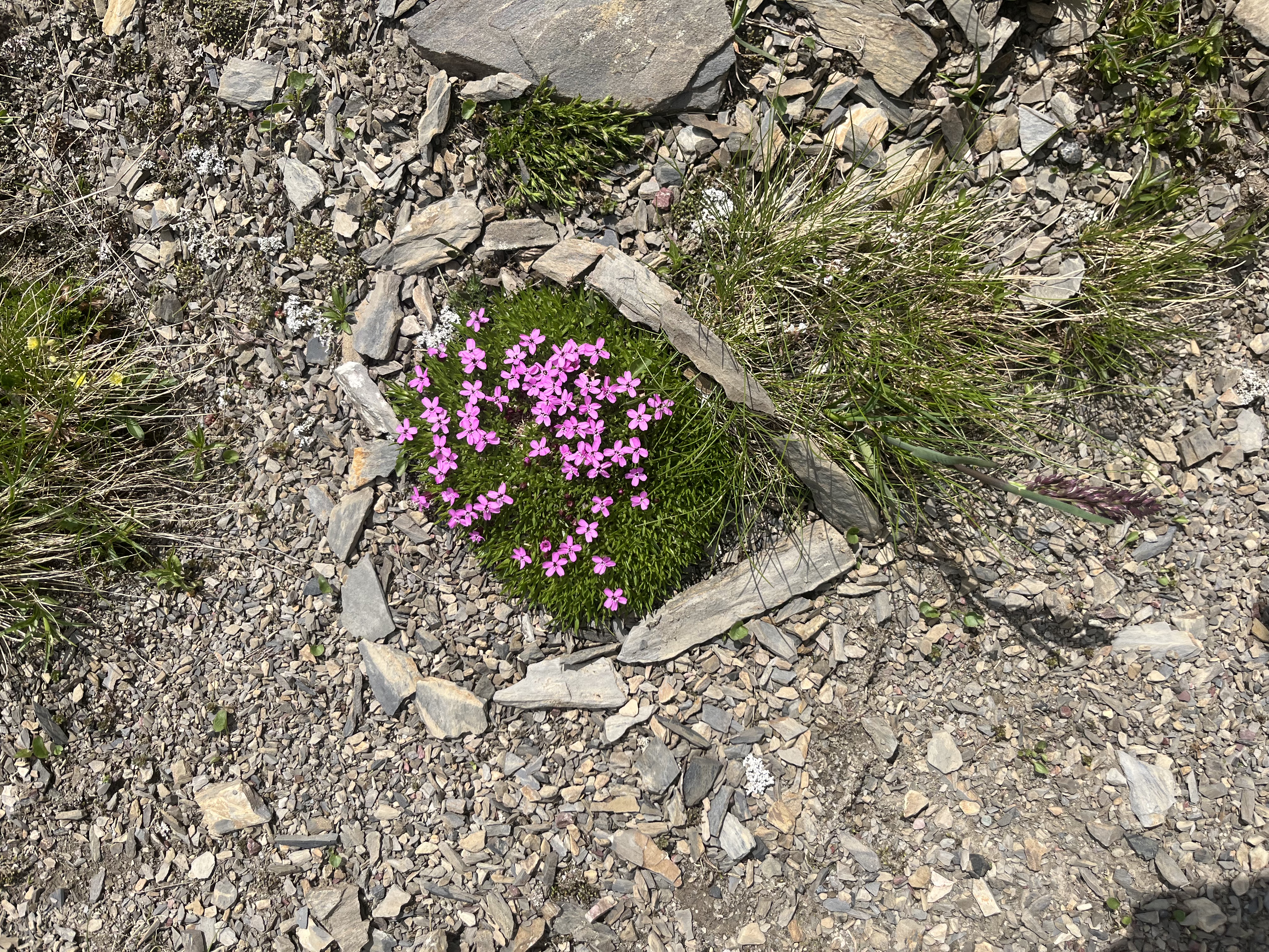 Helena Ribeiro Ramos